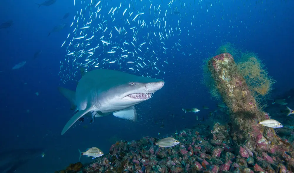 El hombre pudo ser trasladado, vía aerea, hasta un hospital en Miami. Foto: EFE/referencial El hombre pudo ser trasladado, vía aerea, hasta un hospital en Miami. Foto: EFE/referencial