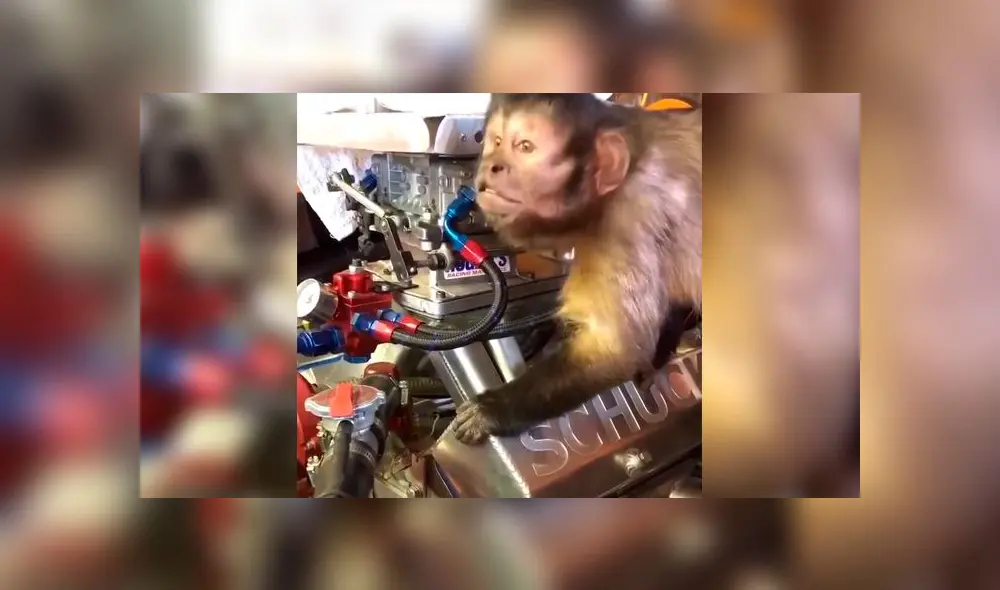 Graban a mono ‘reparando’ un auto y miles se derriten de ternura [VIDEO]