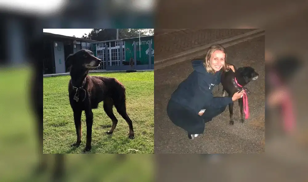 Estelle tardó casi veinte días en reencontrarse con su dueña. Foto: Composición / Clarín. Estelle tardó casi veinte días en reencontrarse con su dueña. Foto: Composición / Clarín.