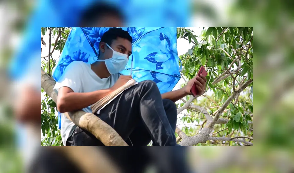 A través de YouTube se hizo viral la historia de Alex, un joven que toma trepa a un árbol para recibir sus clases en línea. A través de YouTube se hizo viral la historia de Alex, un joven que toma trepa a un árbol para recibir sus clases en línea.