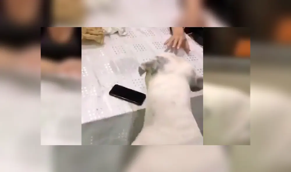 Dueño del can lo dejó al cuidado de su celular, sin imaginar la curiosa conducta del animal cuando su novia intentó agarrar el móvil