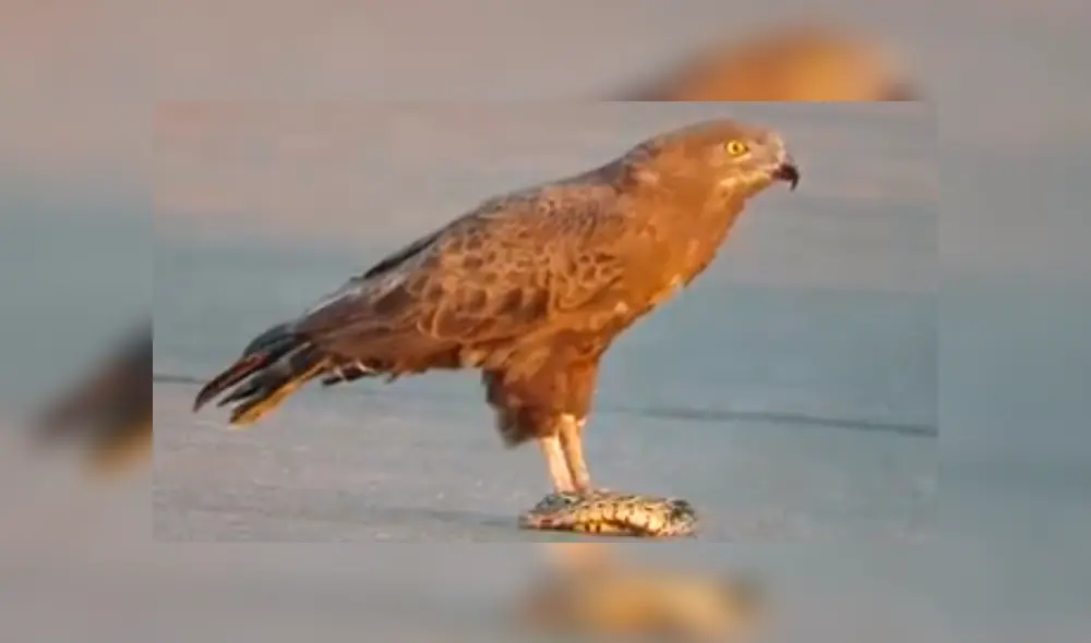 Video es viral en Facebook. Pese a los esfuerzos de la serpiente, el águila terminó imponiéndose y lo que sucedió después sorprendió a todos en las redes sociales. Foto: Captura.