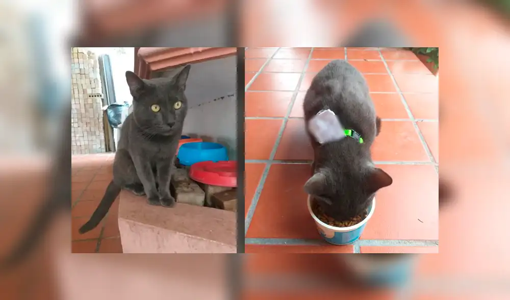 El felino levantó las sospechas de sus dueños cuando empezó a huir de su casa cada cierto tiempo. La peculiar historia se hizo viral en Facebook