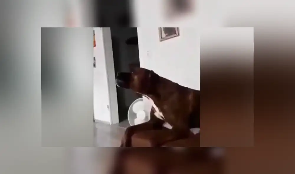 Un video muestra el momento en que un perro trata de replicar el sonido de una sirena de bombero.