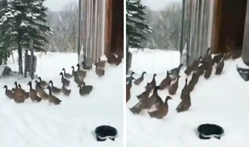 Desliza las imágenes para apreciar la curiosa reacción que tuvieron unos patos al sentir la nieve por primera vez. Foto: captura de Facebook Desliza las imágenes para apreciar la curiosa reacción que tuvieron unos patos al sentir la nieve por primera vez. Foto: captura de Facebook