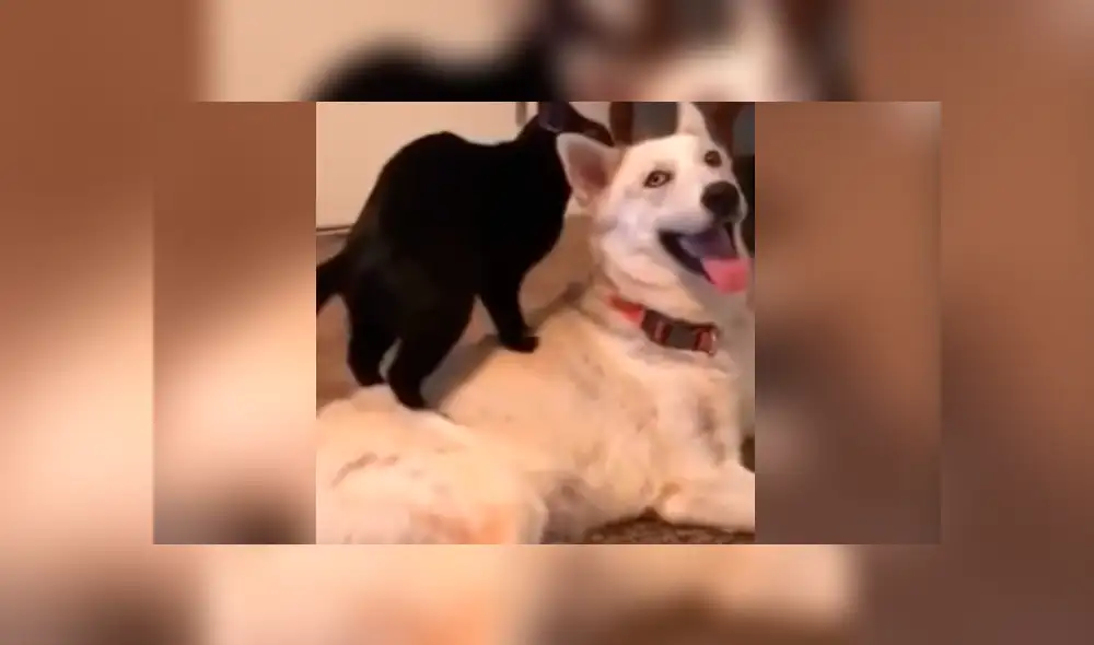 Facebook viral: coloca cámara de seguridad y descubre lo que hacen su perro y su gata en su ausencia Facebook viral: coloca cámara de seguridad y descubre lo que hacen su perro y su gata en su ausencia