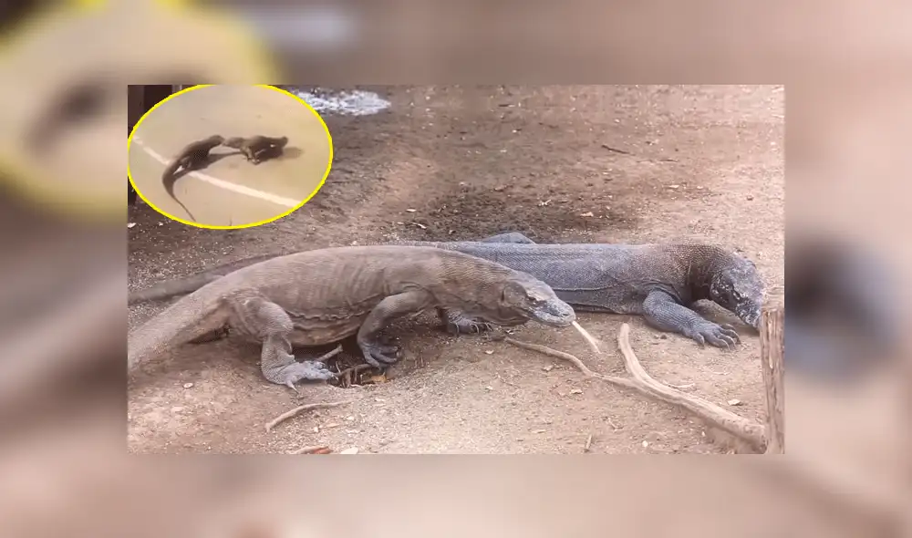 YouTube viral: increíble pelea de dos lagartos paralizó el tráfico de una ciudad [VIDEO]