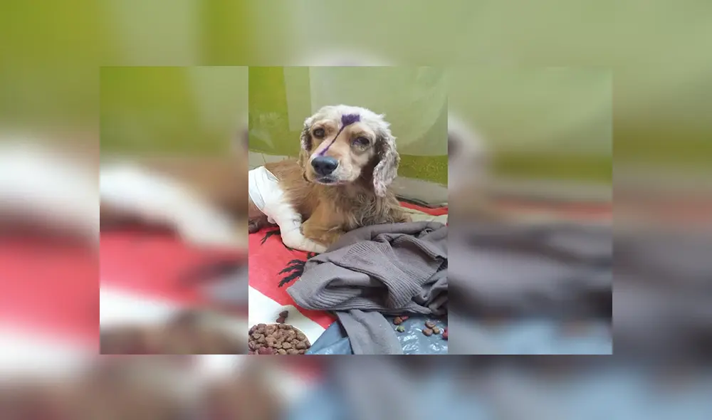En Facebook, una mujer encontró a un perro en lamentables condiciones tras ser atropellado. En Facebook, una mujer encontró a un perro en lamentables condiciones tras ser atropellado.