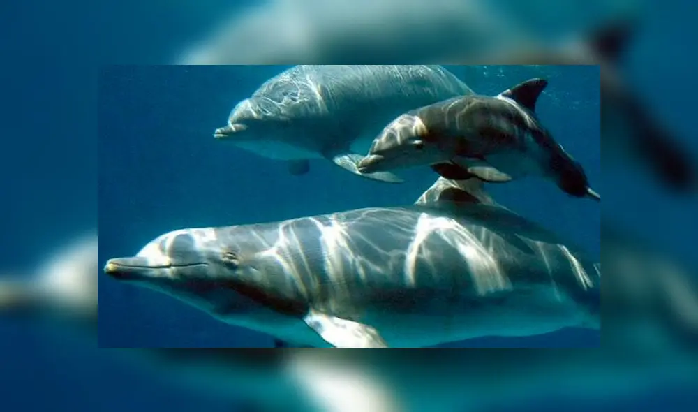 La capacidad de controlar los latidos del corazón en los delfines es equivalente al control que tienen los humanos sobre su respiración o el parpadeo. Foto: EFE