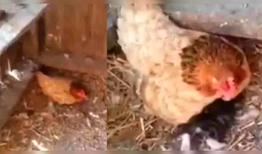 Vía Facebook: Gallina conmueve al ser encontrada cobijando a un gatito [VIDEO]