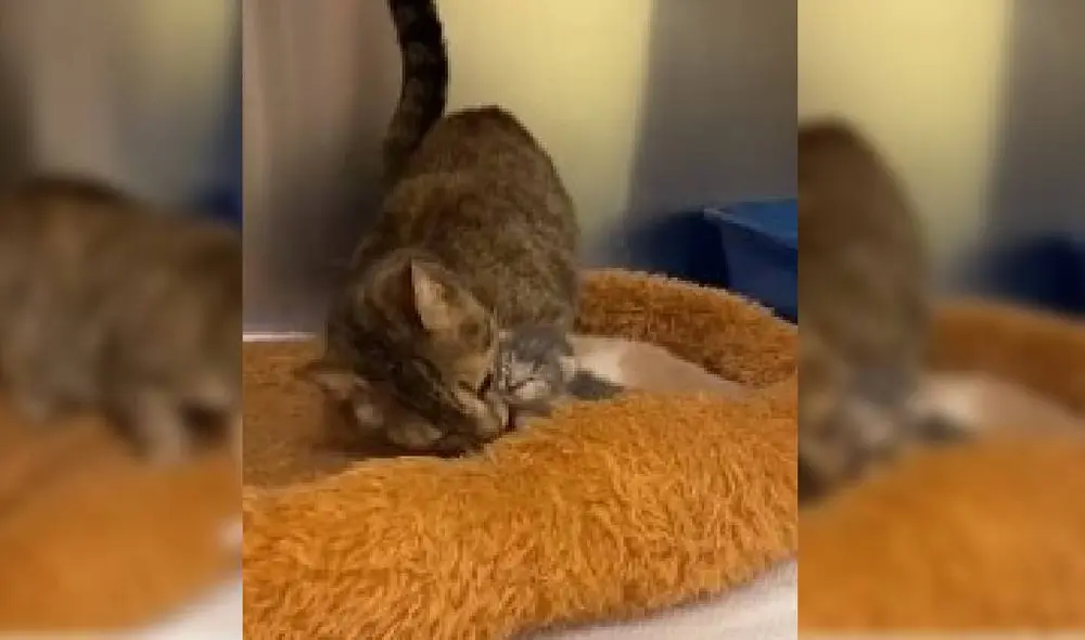 Desliza para ver el emotivo reencuentro entre los felinos. Foto: Captura/Facebook/Friends of Anne Arundel