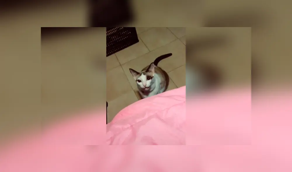 Desliza las imágenes para conocer la divertida reacción de un gato al escuchar la pregunta de su dueña.