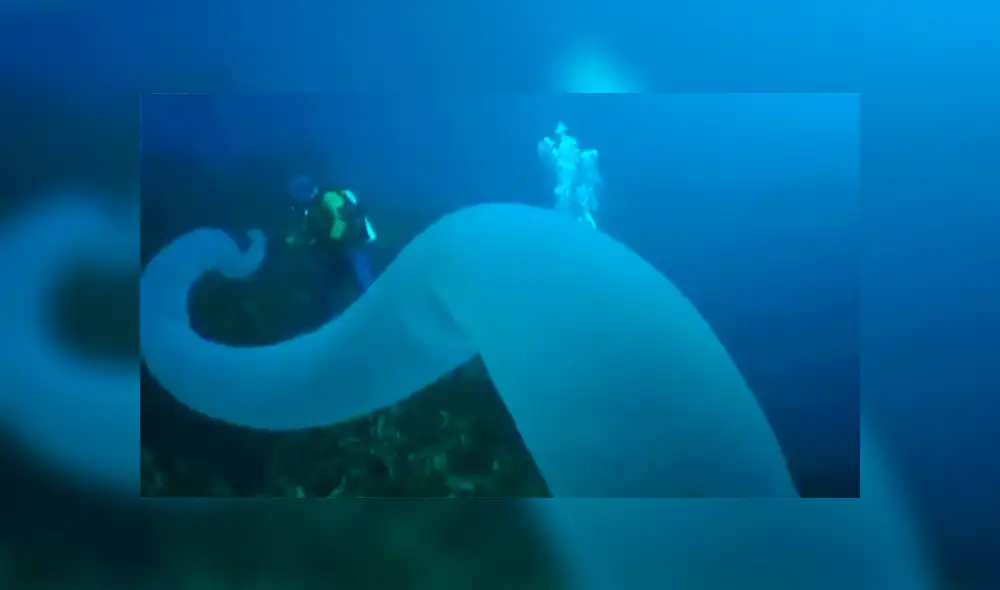 YouTube viral: buzos graban a gusano gigante en mar de Nueva Zelanda [VIDEO]