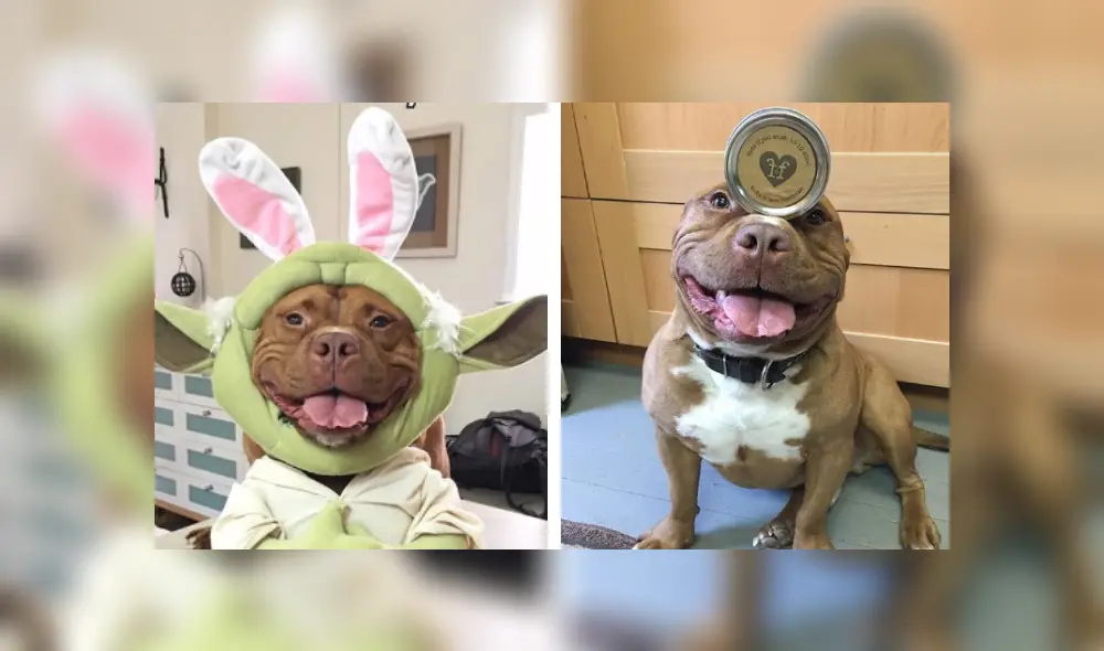 Desliza las imágenes hacia la izquierda para conocer la emotiva historia de un perro que fue acogido de un refugio. Foto: Lisa Reilly. Desliza las imágenes hacia la izquierda para conocer la emotiva historia de un perro que fue acogido de un refugio. Foto: Lisa Reilly.