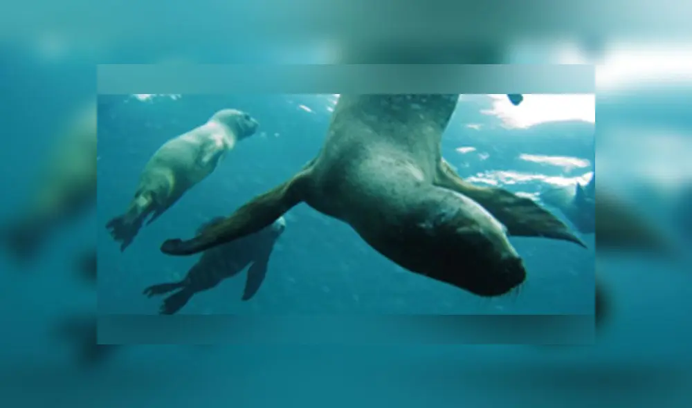 Reserva de Paracas. Foto: Sernanp.