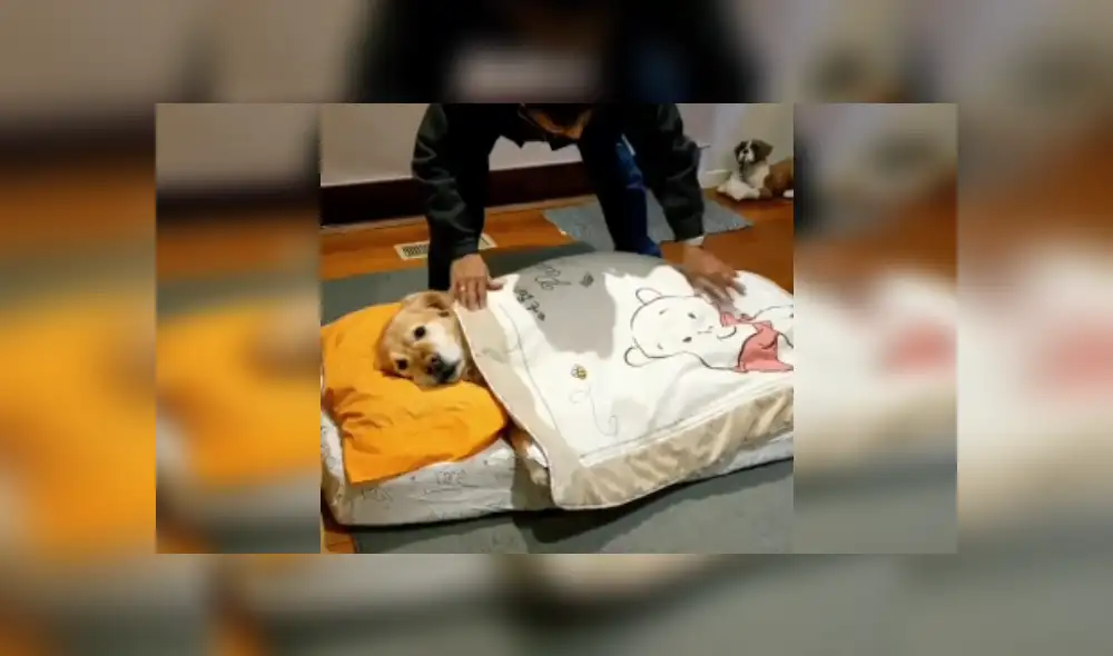 Desliza hacia la izquierda para ver más imágenes de esta conmovedora escena. (Foto: captura / TikTok)