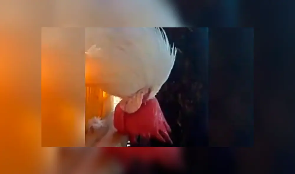 Facebook viral: Gallo se queda dormido y dueño aprovecha para vengarse de cruel forma [VIDEO] 