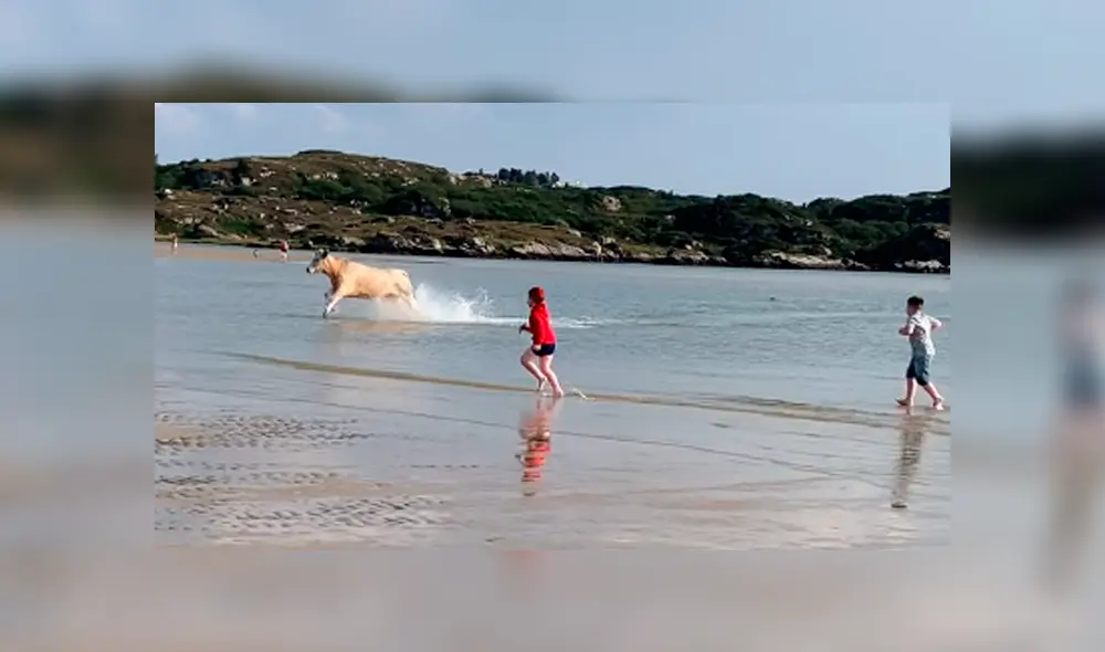Desliza para ver a la vaca huyendo cuando se percata de la presencia de dos niños. Foto: ViralHog / YouTube