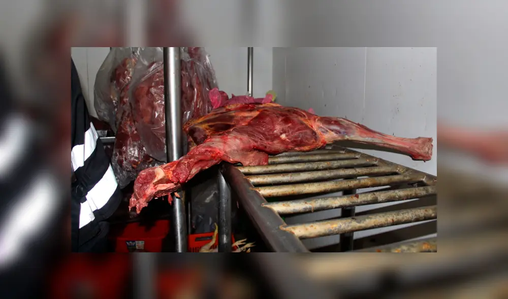 Carne de equino Carne de equino