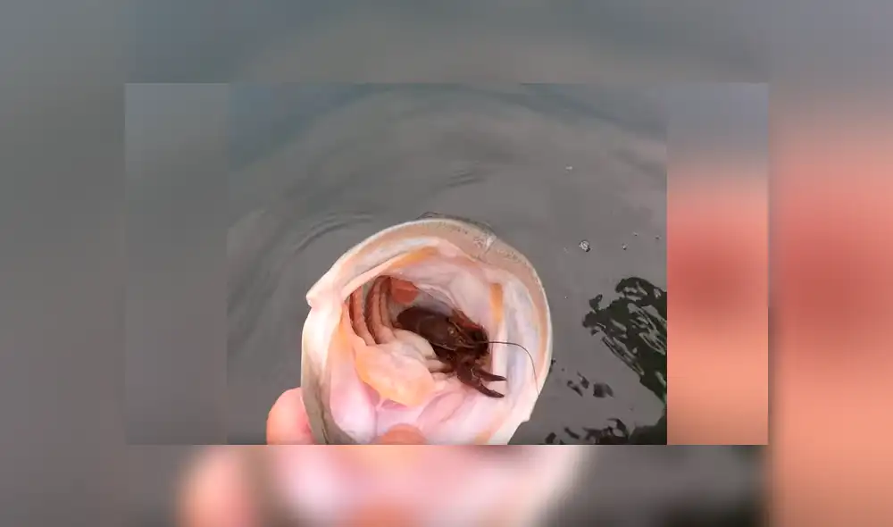 Atrapa una aterradora criatura marina con sus manos, la alimenta y sucede algo insólito [VIDEO]