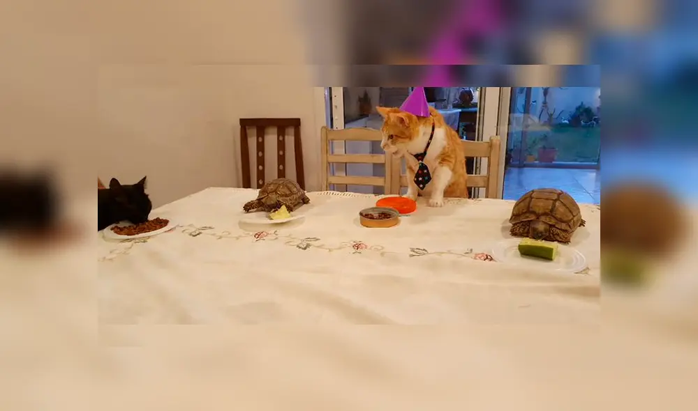 Desliza a la izquierda para verla fiesta que ha conquistado a los usuarios de Facebook. Foto: Twitter. Desliza a la izquierda para verla fiesta que ha conquistado a los usuarios de Facebook. Foto: Twitter.