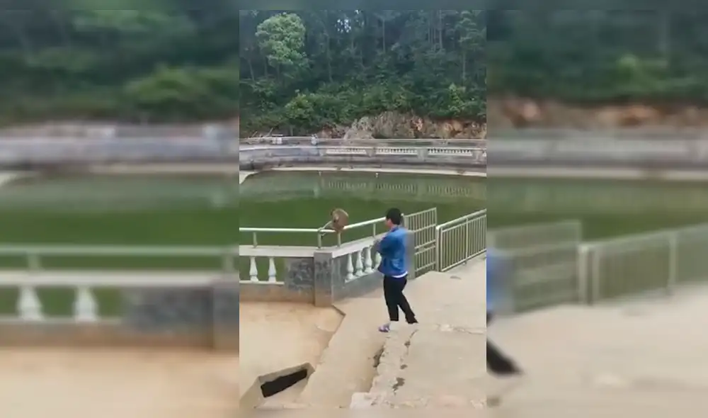 YouTube Viral: Mono enfurece con niño que lo empujó al agua y le da fuerte susto
