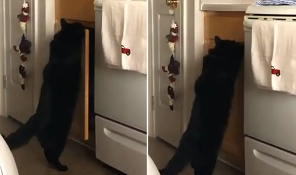 Desliza las imágenes para ver más detalles sobre esta curiosa escena que es viral en redes sociales. Foto: captura de YouTube Desliza las imágenes para ver más detalles sobre esta curiosa escena que es viral en redes sociales. Foto: captura de YouTube