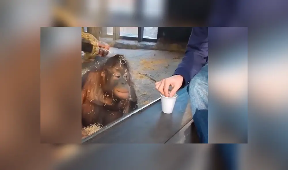 Facebook viral: hombre le hace truco de magia a enorme orangután y animal tiene curiosa reacción
