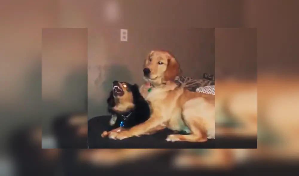 Desliza las imágenes hacia la izquierda para observar la inesperada acción de un perro para calmar a su ‘compañera’. Desliza las imágenes hacia la izquierda para observar la inesperada acción de un perro para calmar a su ‘compañera’.