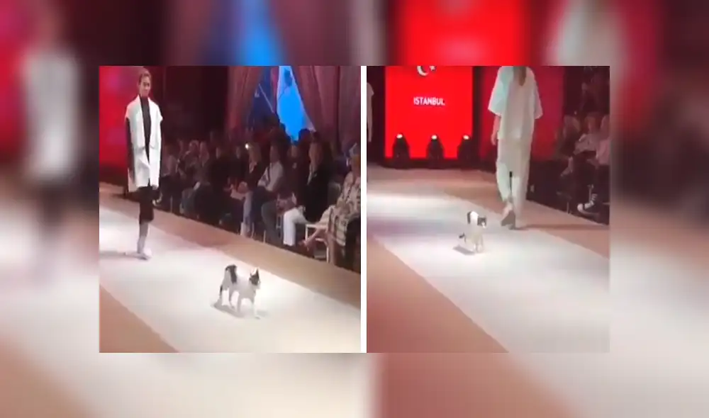 Vía YouTube: desfile de modas realizado en Turquía es interrumpido por tierno gato [VIDEO]