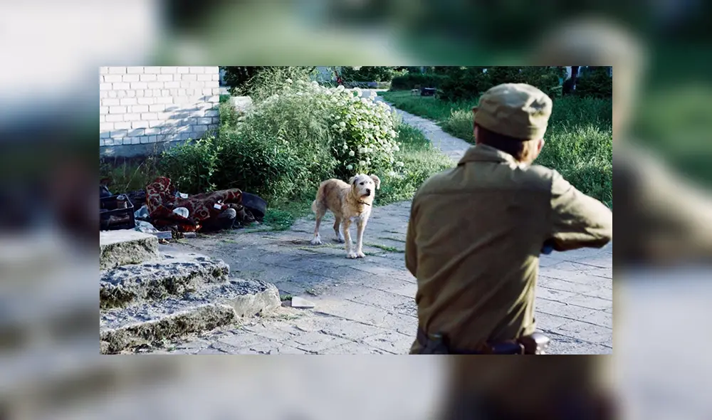 Chernobyl: el cruel destino de los perros radioactivos tras el accidente nuclear