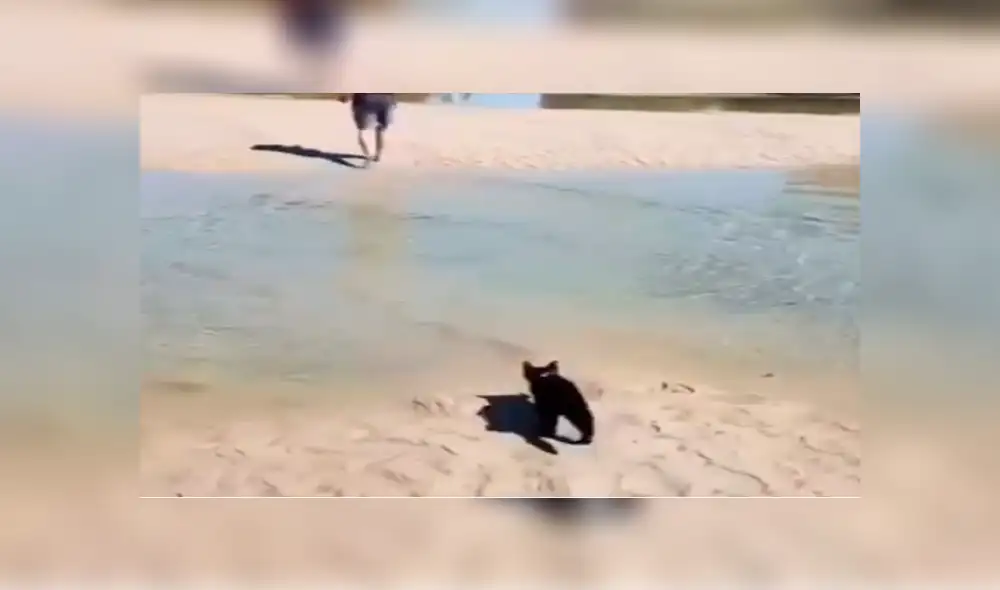 Facebook viral: gato vence su temor al agua y cruza charco para seguir a su amo 