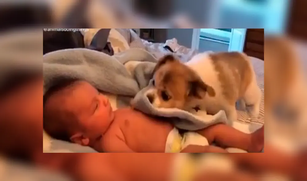 Desliza las imágenes para observar el tierno momento que protagonizaron un bebé con un perro que se encargó de cuidarlo. Desliza las imágenes para observar el tierno momento que protagonizaron un bebé con un perro que se encargó de cuidarlo.