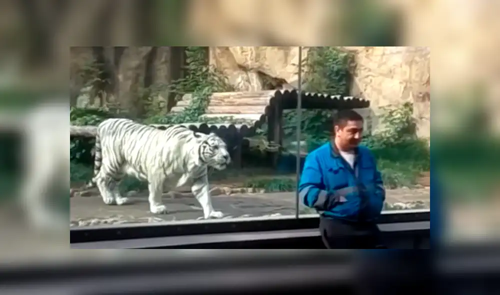 Un video viral de YouTube muestra la reacción que tuvo un tigre blanco al estar a pocos metros de turista, en zoológico. Un video viral de YouTube muestra la reacción que tuvo un tigre blanco al estar a pocos metros de turista, en zoológico.