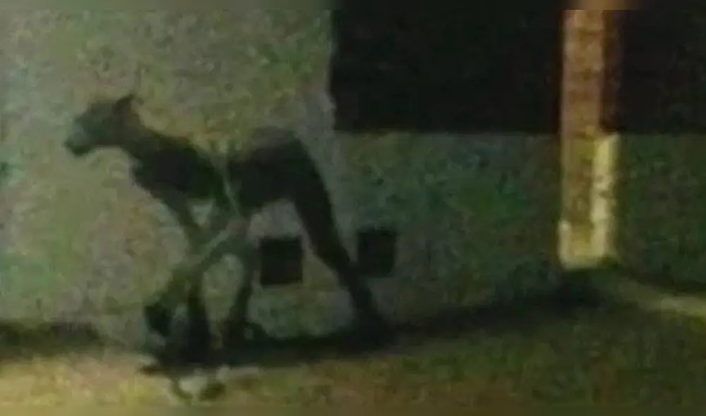 Vía Facebook: Descubren el secreto del 'chupacabras' captado en Argentina [FOTOS]