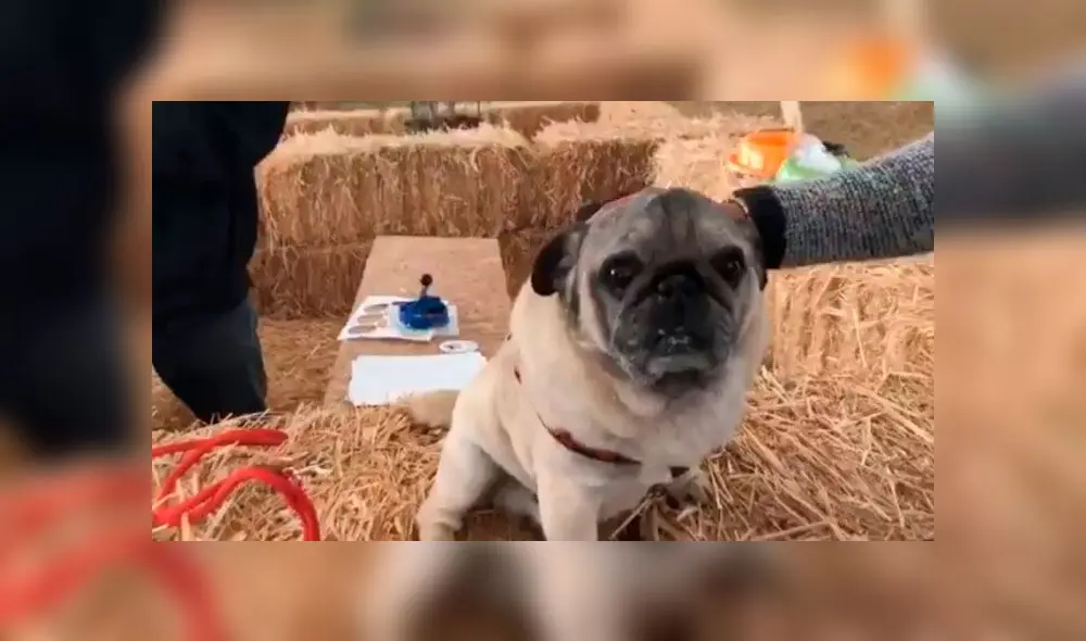 El perro fue rescatado por los voluntarios de la ONG "Amor por los Pug". Foto: Biobio Chile El perro fue rescatado por los voluntarios de la ONG "Amor por los Pug". Foto: Biobio Chile
