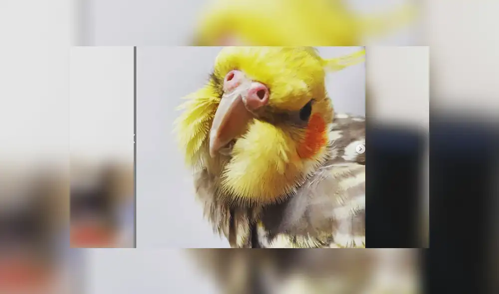 Desliza para ver los detalles del video viral publicado en Facebook. Foto: Captura.