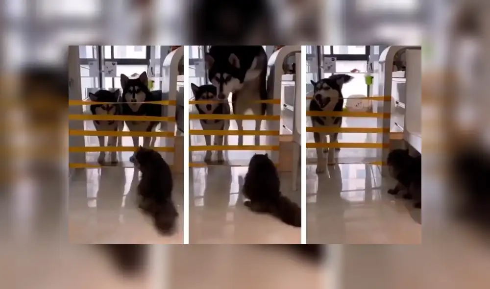 Desliza las imágenes para conocer la travesura que cometió un perro al arruinar un juego que creó su dueño. Foto: Captura. Desliza las imágenes para conocer la travesura que cometió un perro al arruinar un juego que creó su dueño. Foto: Captura.