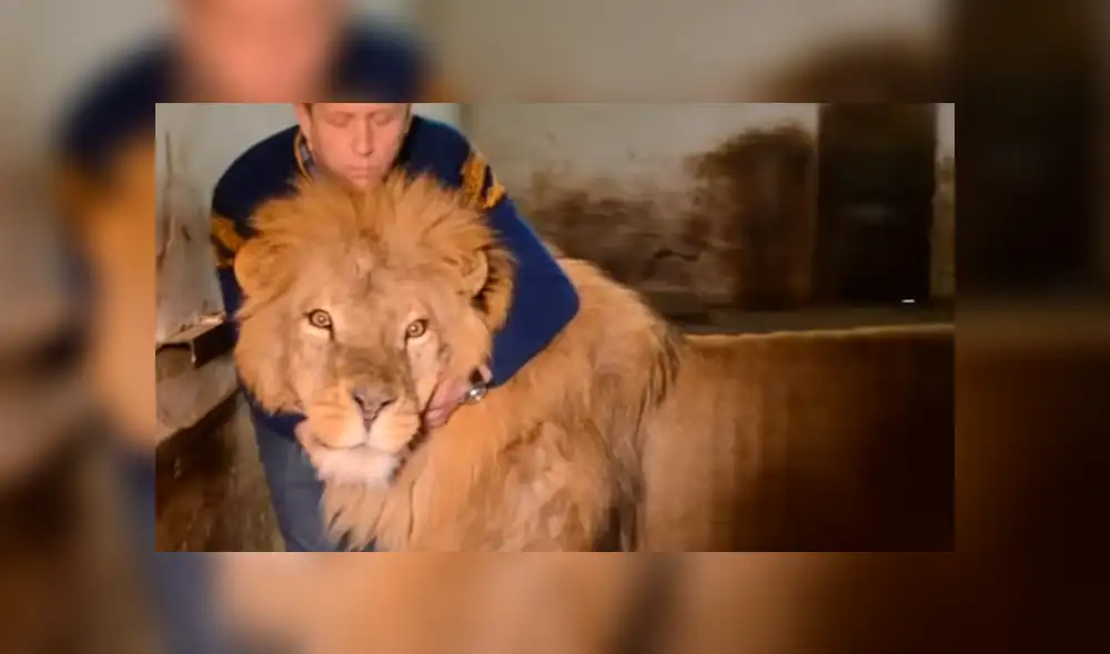 YouTube viral: leones aparecen mientras reportero entrevista a cuidador y sucede esto [VIDEO]