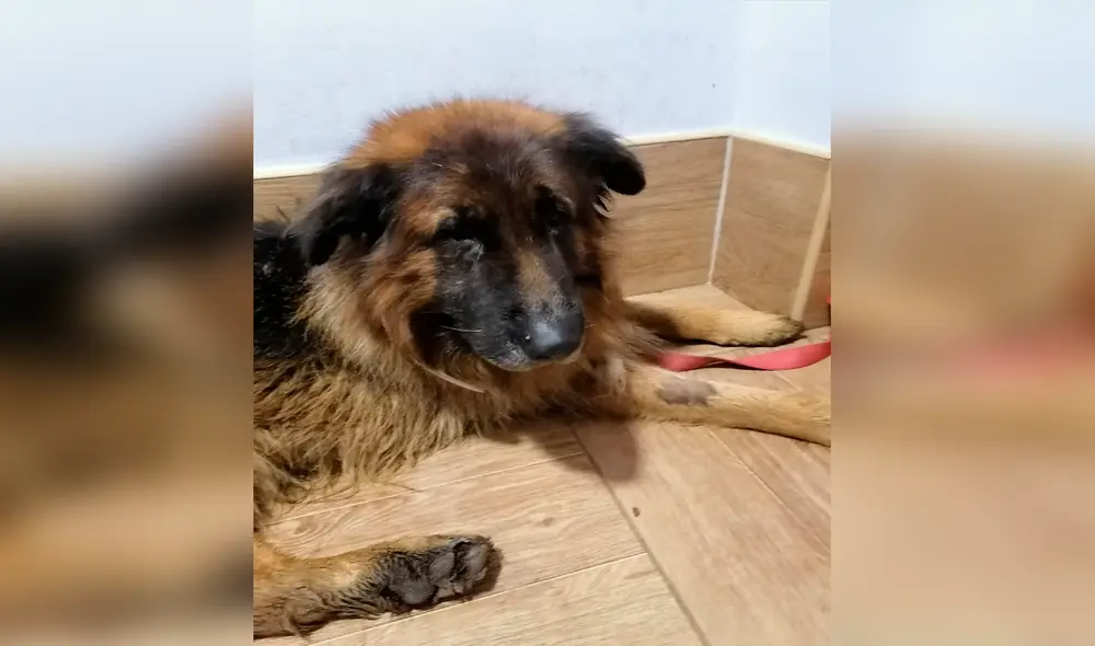 Facebook - animales Facebook - animales