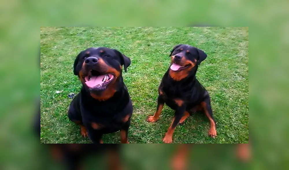 Los canes fueron llevados a la perrera de su localidad. (Captura: The Mirror)