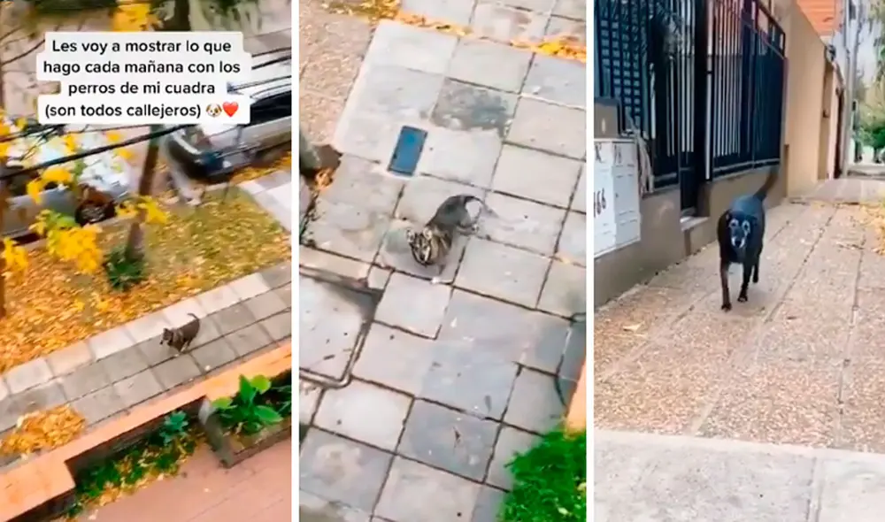 Desliza las imágenes hacia la izquierda para apreciar el noble gesto de un joven con unos indefensos canes. Fotocaptura: TikTok.