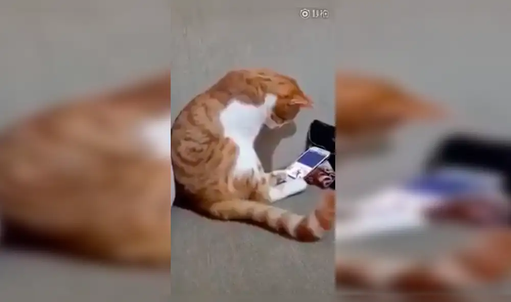 Facebook Viral: Así reaccionó un gato al ver fotos de su dueña fallecida [VIDEO]