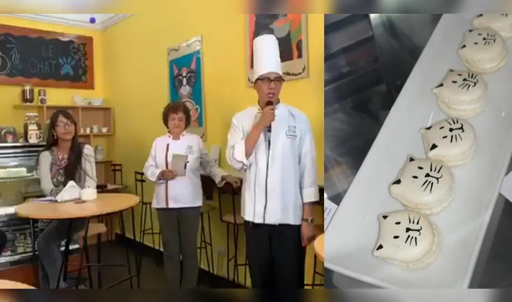 Inauguran cafetería que promueve la adopción de gatos en Arequipa.