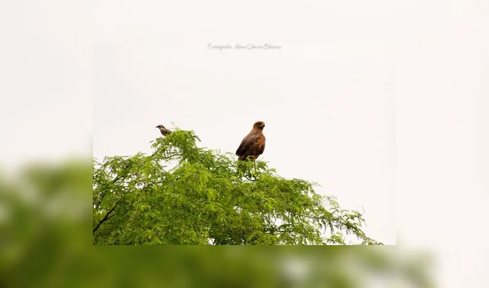 Río Piura: Avifauna del desierto 