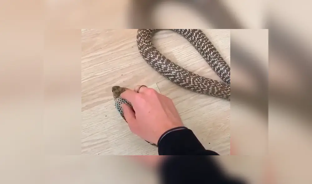 Si quieres ver lo que sucedió con el joven que cogió una peligrosa serpiente, desliza cada imagen del video viral de YouTube hacia la izquierda. Si quieres ver lo que sucedió con el joven que cogió una peligrosa serpiente, desliza cada imagen del video viral de YouTube hacia la izquierda.