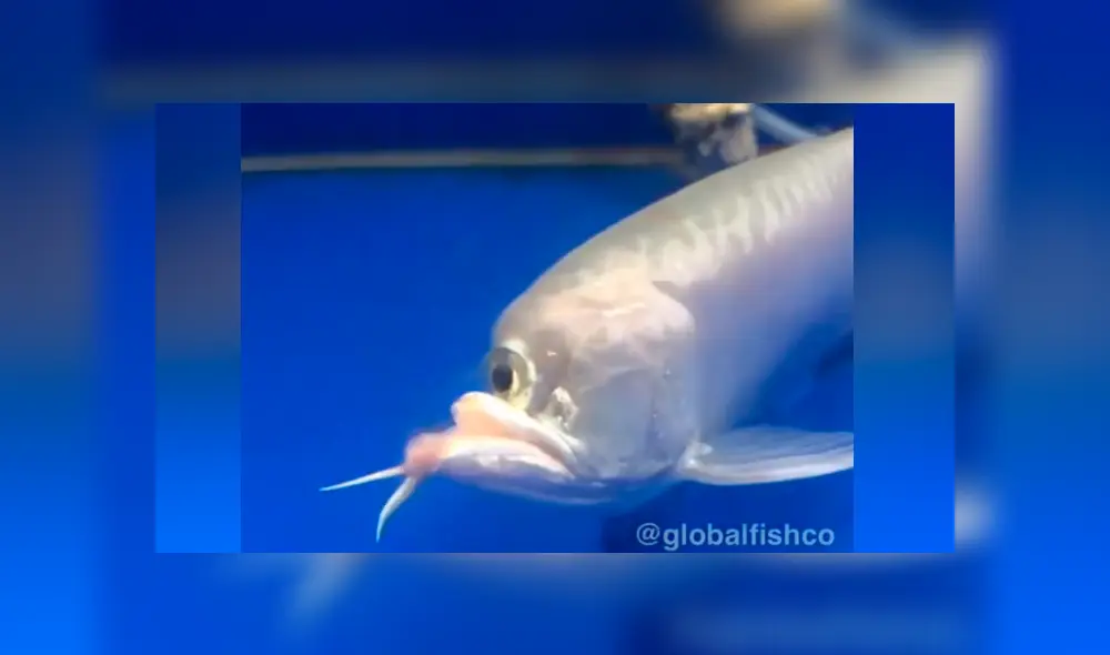 YouTube viral: atrapa extraño pez ‘cíclope’ y su aspecto deja aterrados a miles