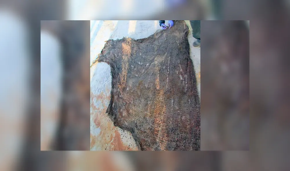 Hallan ballena varada y expertos encuentran 100 kilos de basura en su estómago [FOTOS]