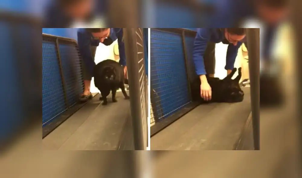 YouTube viral: Gata obesa simula estar muerta para evitar hacer ejercicios y alborota las redes [VIDEO]