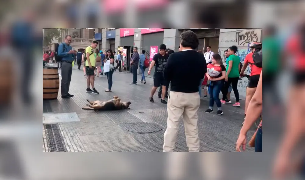 Desliza a la izquierda para ver más imágenes del tierno perro que se robó al atención de todos los usuarios. (Foto: Upscol)
